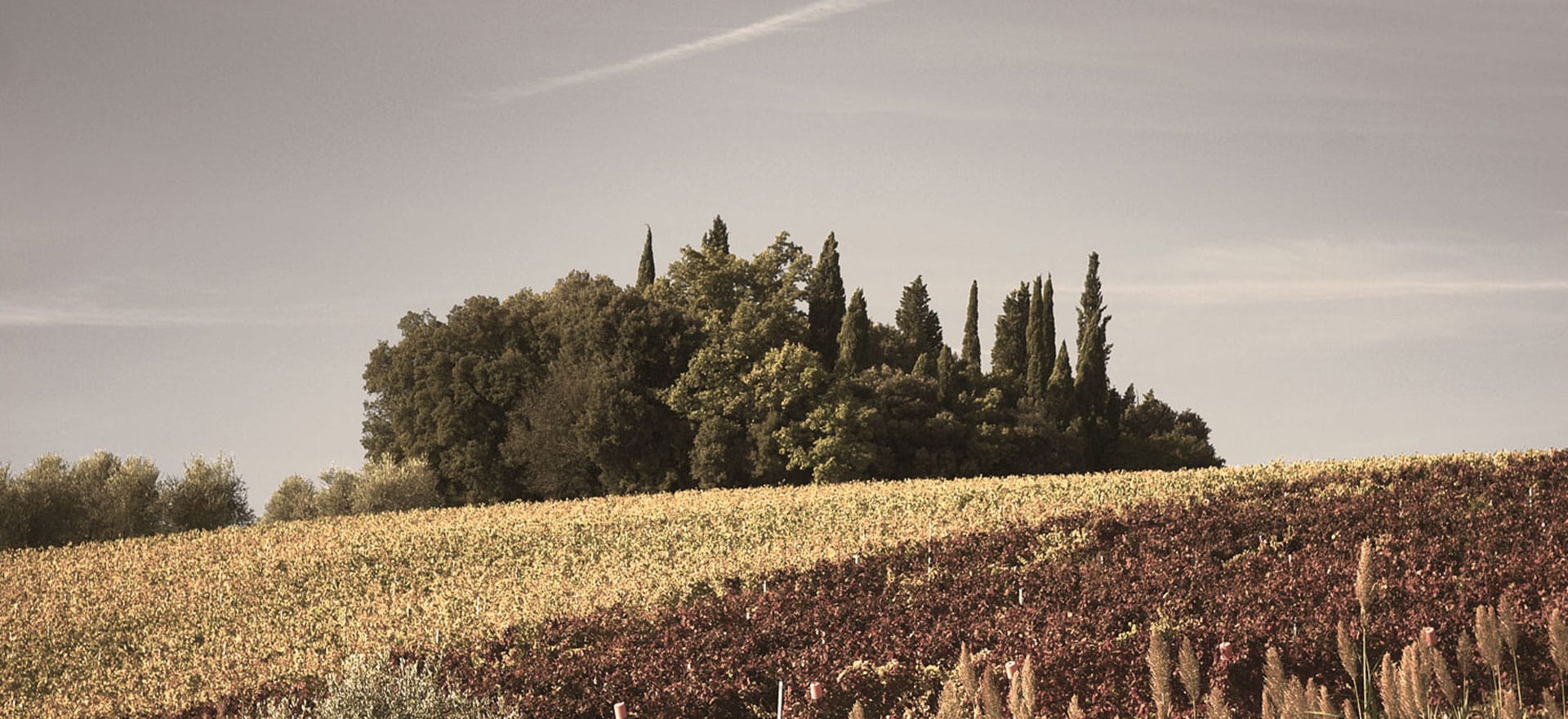 Piandaccoli Winery – the soul of Tuscany